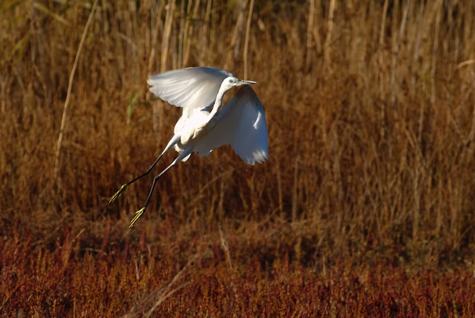 Stavros Niflis photography - Bird photoshoot