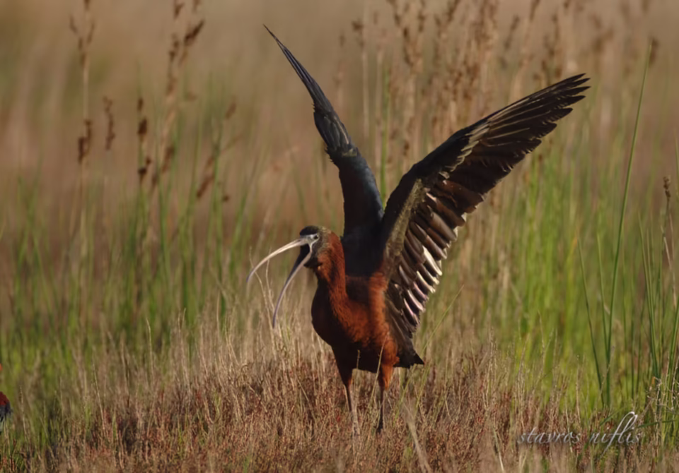 Stavros Niflis photography - Bird photoshoot