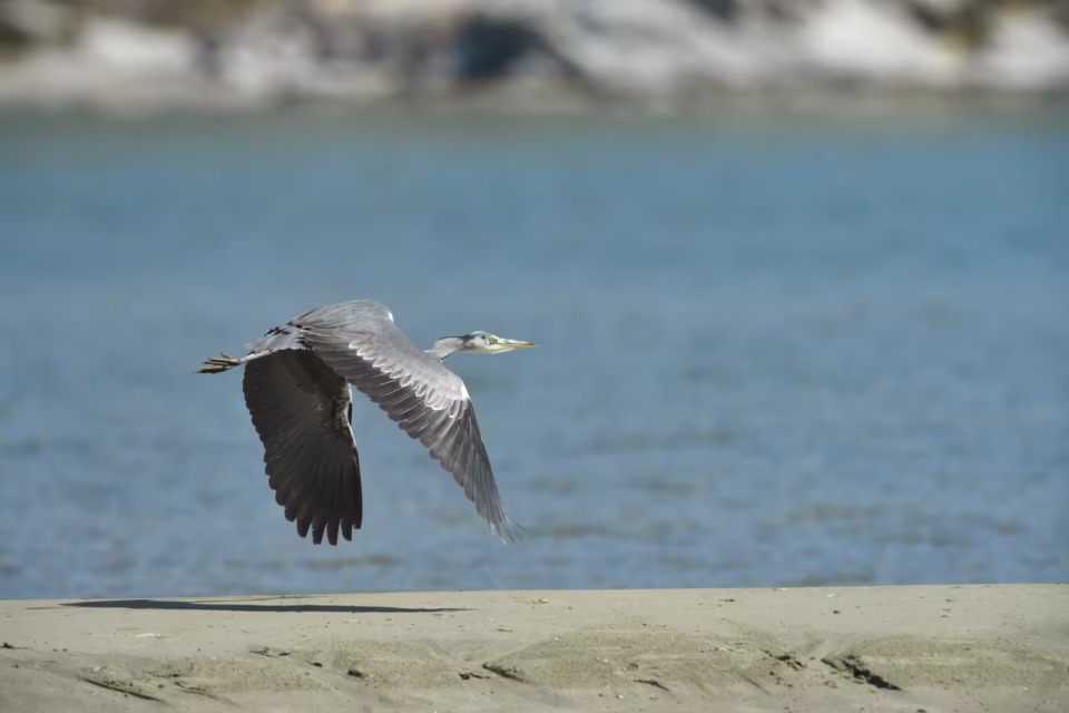 Stavros Niflis photography - Bird photoshoot