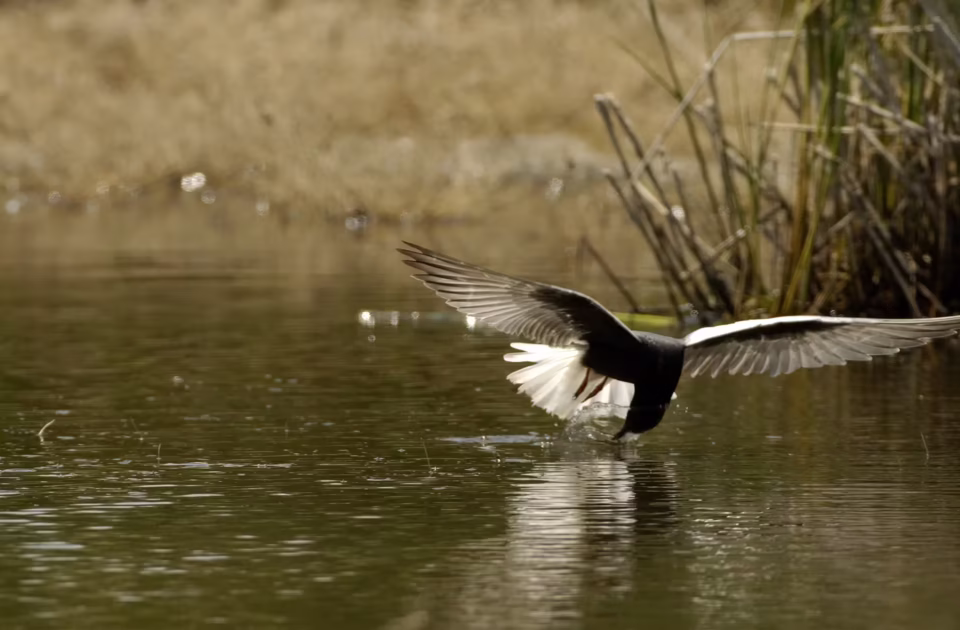 Stavros Niflis photography - Bird photoshoot