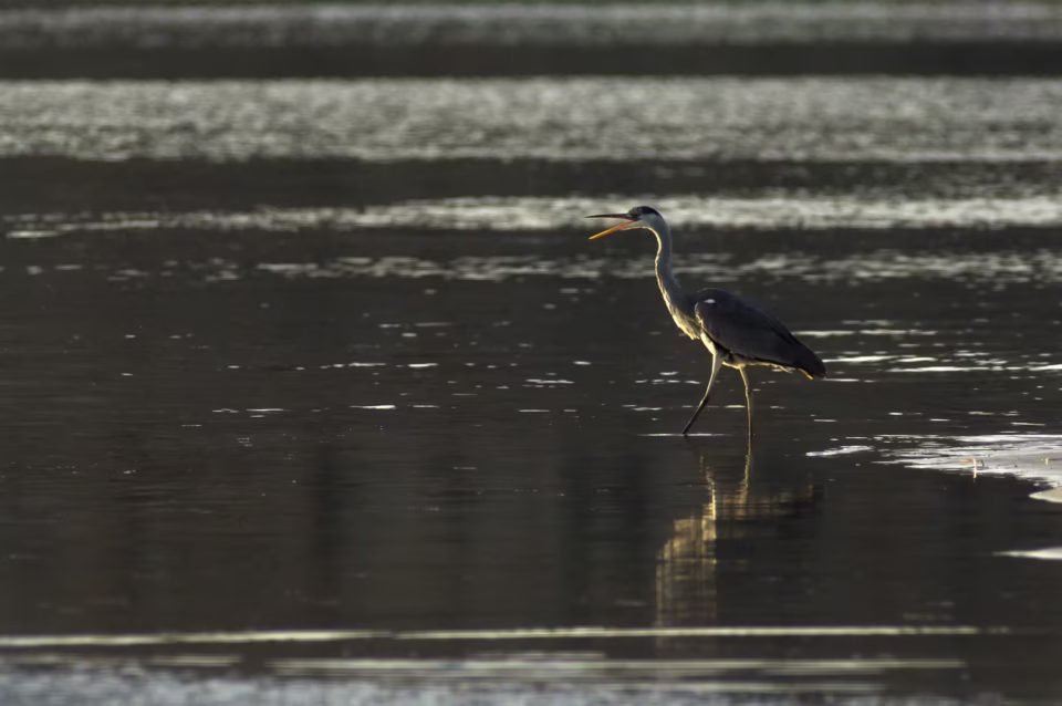 Stavros Niflis photography - Bird photoshoot