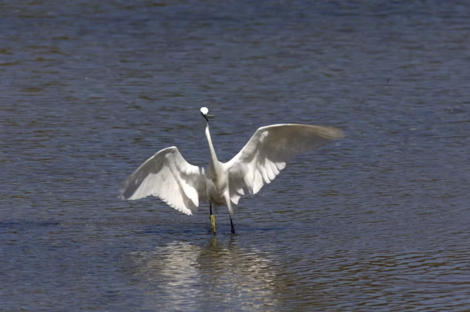 Stavros Niflis photography - Bird photoshoot
