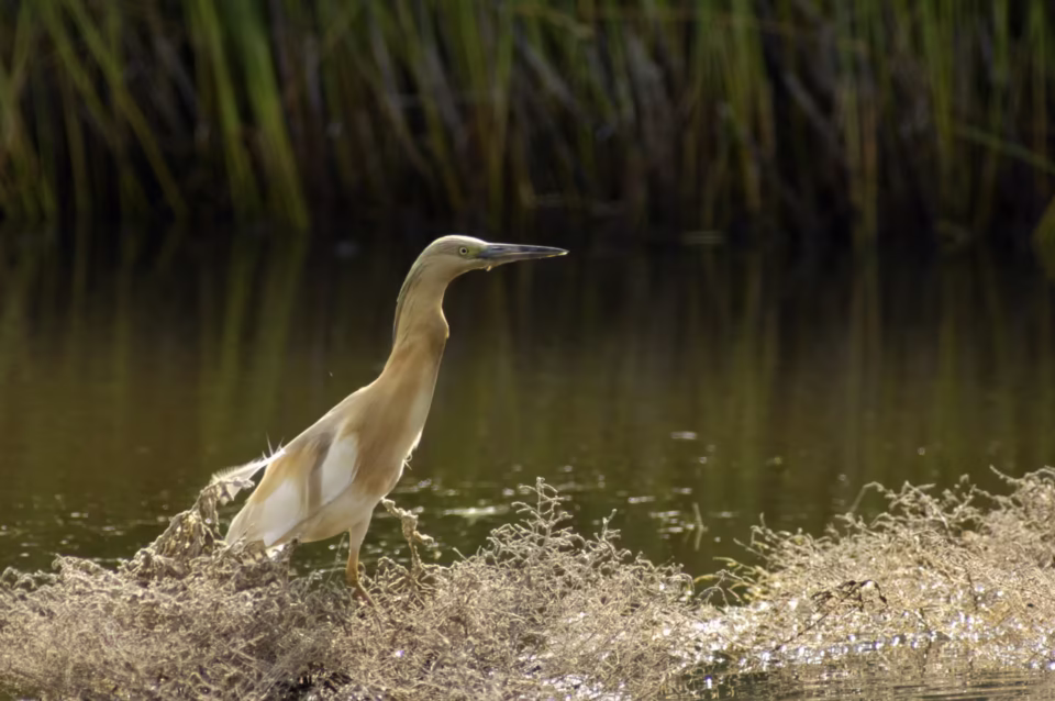 Stavros Niflis photography - Bird photoshoot