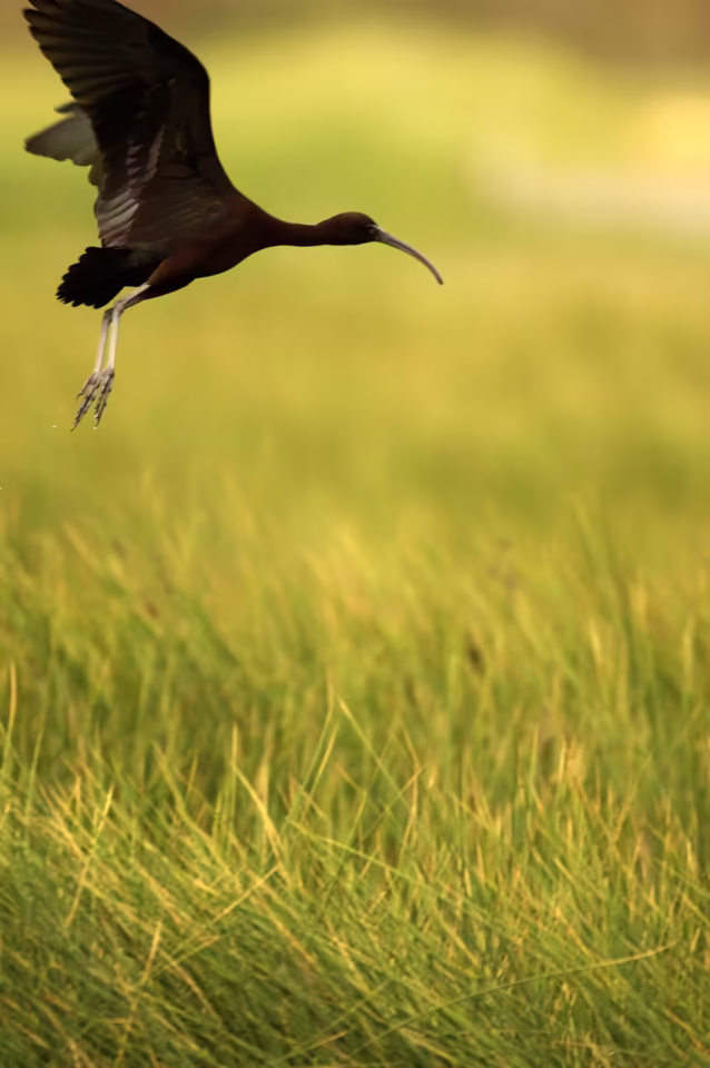 Stavros Niflis photography - Bird photoshoot